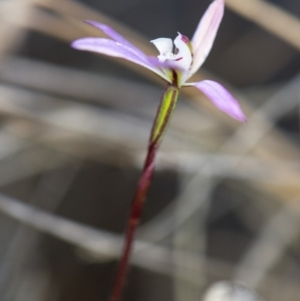 Caladenia fuscata at Cook, ACT - suppressed