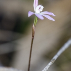 Caladenia fuscata at Cook, ACT - suppressed