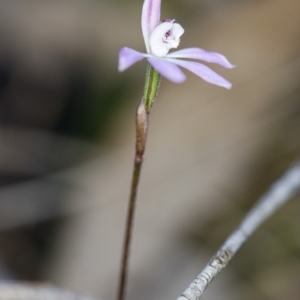 Caladenia fuscata at Cook, ACT - suppressed