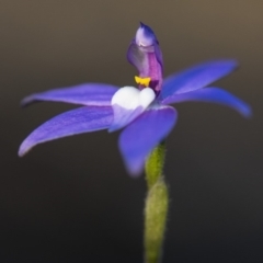 Glossodia major (Wax Lip Orchid) at Cook, ACT - 6 Oct 2018 by GlenRyan