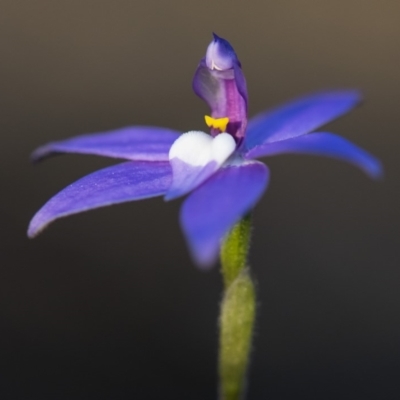 Glossodia major (Wax Lip Orchid) at Aranda Bushland - 6 Oct 2018 by GlenRyan