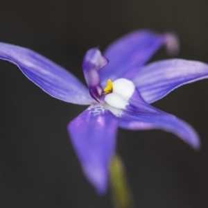 Glossodia major at Cook, ACT - 6 Oct 2018