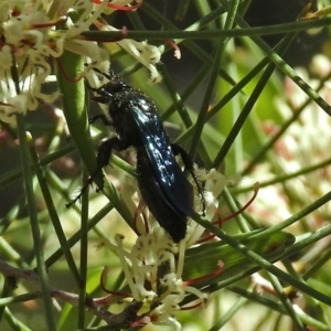 Austroscolia soror at Acton, ACT - 6 Oct 2018 01:03 PM