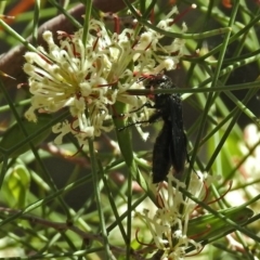 Austroscolia soror at Acton, ACT - 6 Oct 2018 01:03 PM