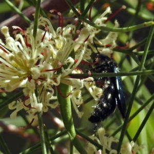 Austroscolia soror at Acton, ACT - 6 Oct 2018 01:03 PM