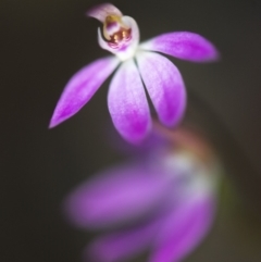 Caladenia carnea (Pink Fingers) at Aranda Bushland - 6 Oct 2018 by GlenRyan