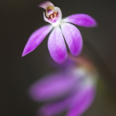 Caladenia carnea (Pink Fingers) at Aranda, ACT - 6 Oct 2018 by GlenRyan