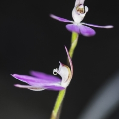 Caladenia carnea at Aranda, ACT - 6 Oct 2018