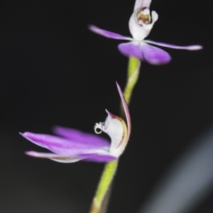 Caladenia carnea at Aranda, ACT - 6 Oct 2018