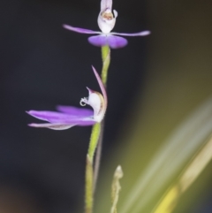 Caladenia carnea at Aranda, ACT - suppressed