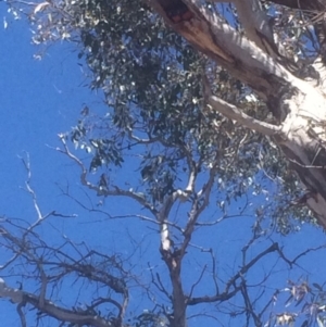 Trichoglossus moluccanus at Hughes, ACT - 6 Oct 2018