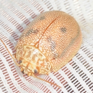 Paropsis atomaria at Bruce Ridge - 1 Oct 2018 03:10 PM