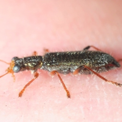 Lemidia subaenea (Clerid beetle) at O'Connor, ACT - 1 Oct 2018 by Harrisi