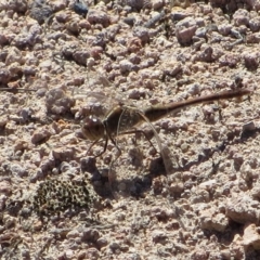 Diplacodes bipunctata (Wandering Percher) at Tuggeranong Hill - 6 Oct 2018 by Owen