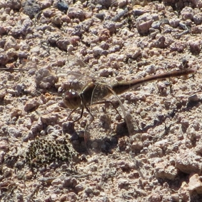 Diplacodes bipunctata (Wandering Percher) at Theodore, ACT - 6 Oct 2018 by Owen