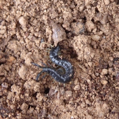 Scolopendromorpha (order) (A centipede) at Jerrabomberra Grassland - 4 Oct 2018 by Christine
