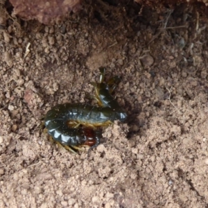 Cormocephalus sp.(genus) at Jerrabomberra, ACT - 5 Oct 2018 09:20 AM