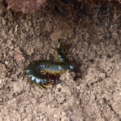 Cormocephalus sp.(genus) (Scolopendrid Centipede) at Jerrabomberra Grassland - 4 Oct 2018 by Christine