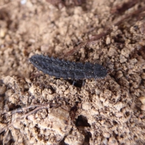 Porrostoma sp. (genus) at Jerrabomberra, ACT - 5 Oct 2018 09:20 AM