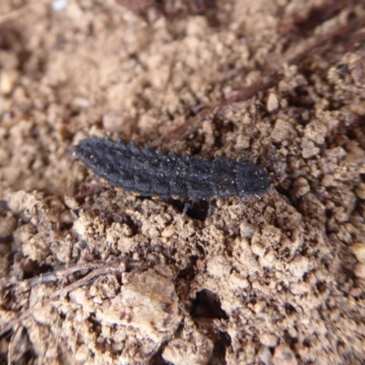 Porrostoma sp. (genus) (Lycid, Net-winged beetle) at Jerrabomberra, ACT - 5 Oct 2018 by Christine