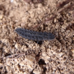 Porrostoma sp. (genus) (Lycid, Net-winged beetle) at Jerrabomberra, ACT - 4 Oct 2018 by Christine