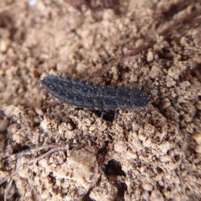 Porrostoma sp. (genus) (Lycid, Net-winged beetle) at Jerrabomberra Grassland - 4 Oct 2018 by Christine