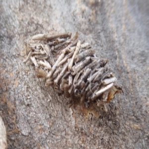 Psychidae (family) IMMATURE at Hume, ACT - 5 Oct 2018