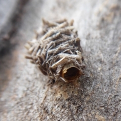 Psychidae (family) IMMATURE at Hume, ACT - 5 Oct 2018 09:33 AM