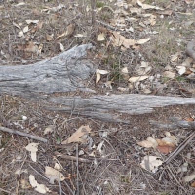 Papyrius nitidus (Shining Coconut Ant) at Jerrabomberra Grassland - 4 Oct 2018 by Christine