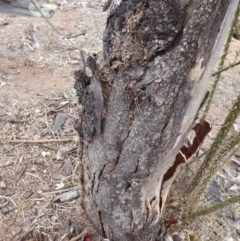 Papyrius nitidus at Jerrabomberra, ACT - 5 Oct 2018