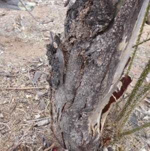 Papyrius nitidus at Jerrabomberra, ACT - suppressed