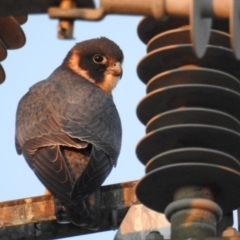 Falco longipennis (Australian Hobby) at Kambah, ACT - 6 Oct 2018 by HelenCross