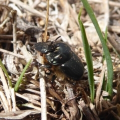 Onthophagus sp. (genus) (Dung beetle) at Jerrabomberra, ACT - 4 Oct 2018 by Christine