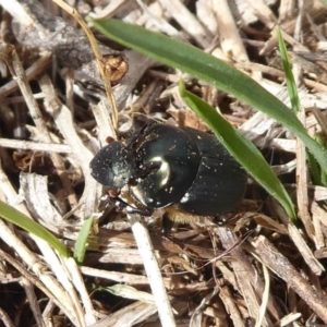 Onthophagus sp. (genus) at Jerrabomberra, ACT - 5 Oct 2018