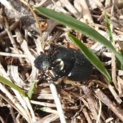 Onthophagus sp. (genus) at Jerrabomberra, ACT - 5 Oct 2018