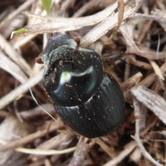 Onthophagus sp. (genus) at Jerrabomberra, ACT - 5 Oct 2018