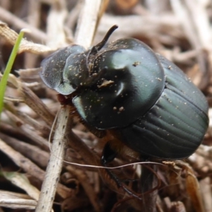 Onthophagus sp. (genus) at Jerrabomberra, ACT - 5 Oct 2018