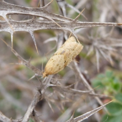 Merophyas divulsana (Lucerne Leafroller) at Hume, ACT - 5 Oct 2018 by Christine