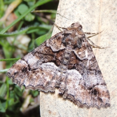 Gastrina cristaria (Wave-lined Geometrid) at Pollinator-friendly garden Conder - 27 Sep 2018 by michaelb