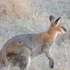 Notamacropus rufogriseus (Red-necked Wallaby) at Bullen Range - 22 Sep 2018 by MichaelBedingfield
