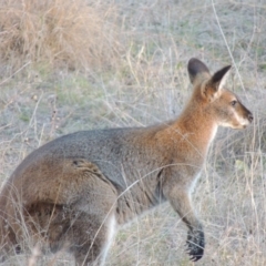 Notamacropus rufogriseus (Red-necked Wallaby) at Bullen Range - 22 Sep 2018 by michaelb