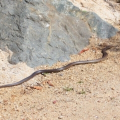 Pseudonaja textilis at Acton, ACT - 6 Oct 2018