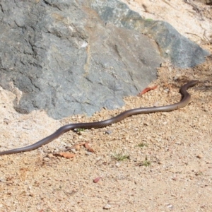 Pseudonaja textilis at Acton, ACT - 6 Oct 2018