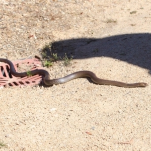 Pseudonaja textilis at Acton, ACT - 6 Oct 2018 02:22 PM