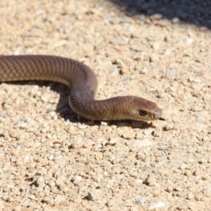 Pseudonaja textilis at Acton, ACT - 6 Oct 2018 02:22 PM