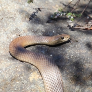 Pseudonaja textilis at Acton, ACT - 6 Oct 2018 02:11 PM