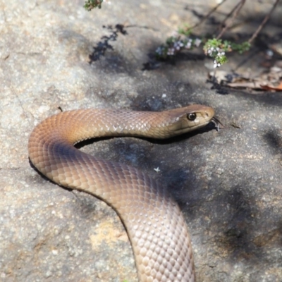 Pseudonaja textilis (Eastern Brown Snake) at Acton, ACT - 6 Oct 2018 by TimL