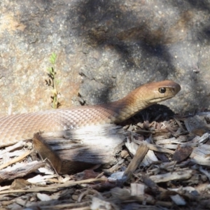 Pseudonaja textilis at Acton, ACT - 6 Oct 2018