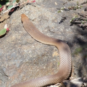 Pseudonaja textilis at Acton, ACT - 6 Oct 2018 02:11 PM