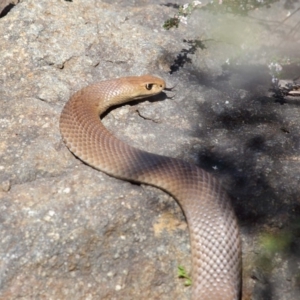 Pseudonaja textilis at Acton, ACT - 6 Oct 2018